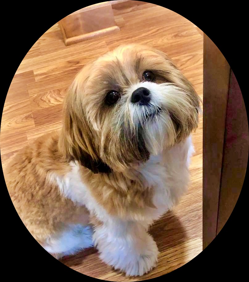 What’s Your Pet’s Favorite&nbsp;Food?