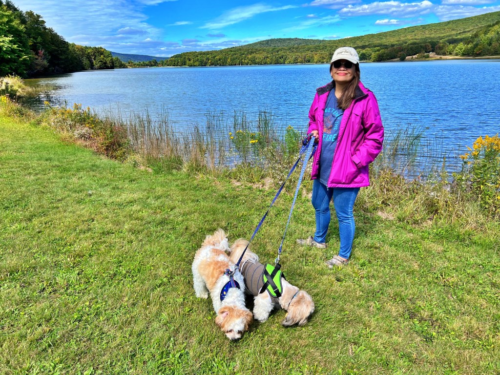 How To Be a Responsible Dog&nbsp;Owner